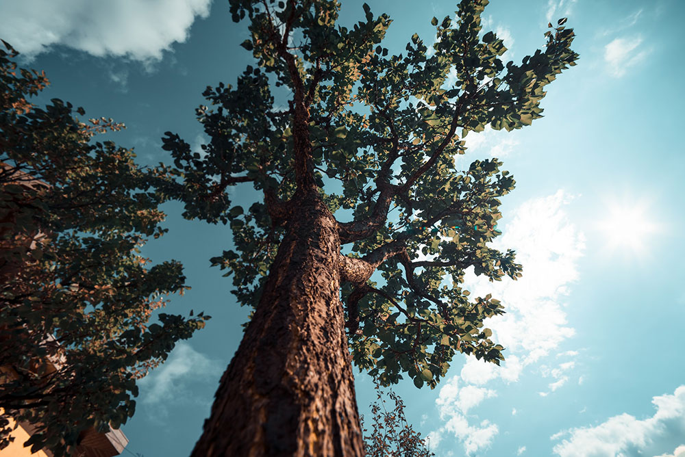 Roadside tree inspections